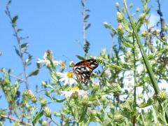 Butterfly on blue sky