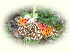 Butterfly Card