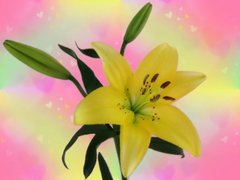Yellow Lily card