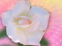 Angel Beauty Rose