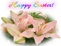 Easter Pink Lilium