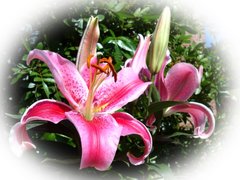 Stargazer Lily