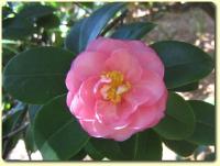 Exotic Flower eCard - Pink Camellia