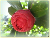 Exotic Flower eCard - red Camellia bud