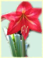 Exotic Flower eCard - red Amaryllis
