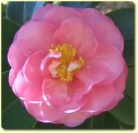 Exotic Flower eCard - Camellia