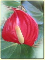 Exotic Flower eCard - Anthurium