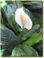Exotic Flower eCard - wild Calla