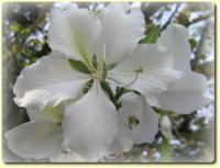 Exotic Flower eCard - white orchid tree