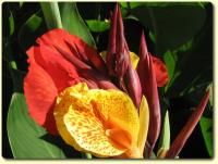 Exotic Flower eCard - Canna flower