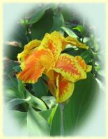 Exotic Flower eCard - Canna indica