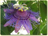Exotic Flower eCard - purple Passion flower