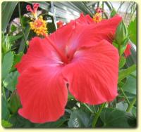 Exotic Flower eCard - red Hibiscus
