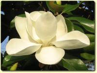 Exotic Flower eCard - Magnolia