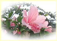 Exotic Flower eCard - pink Hibiscus
