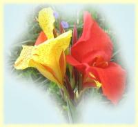 Exotic Flower eCard - yellow-red Canna
