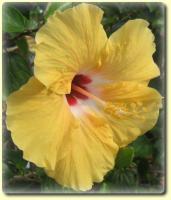 Exotic Flower eCard - yellow hibiscus