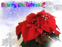 Christmas greeting cards