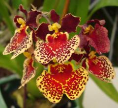 Красива Орхидея - картичка