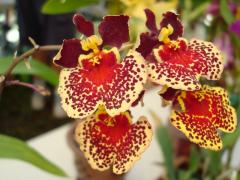 Orchidées - ecartes de voeux exotiques