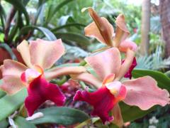 Красива Орхидея - картичка