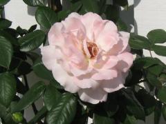 Красивая Розовая Роза
