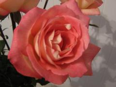 Красивая Розовая Роза
