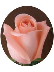 Oval Pink Rose eCard