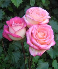beautiful pink roses