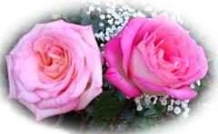 Красивые Розовые Розы