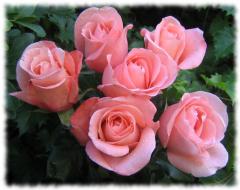 Букет розовых роз - виртуальные открытки
