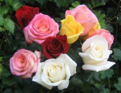Букет многоцветных роз - виртуальные открытки
