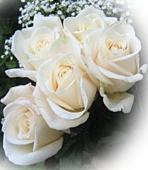Bouquet de rosas blancas