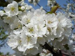 white spring bloom