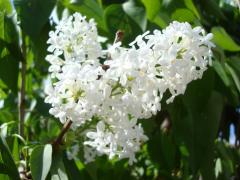 white lilac bloom