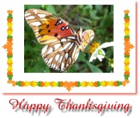 Thanksgiving Greeting Cards