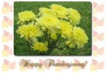 Thanksgiving Greeting Cards