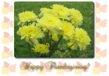 Thanksgiving Greeting Cards