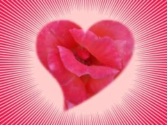 rose heart