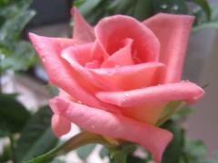 Valentines rose