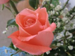 Роза за Осми март