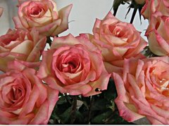 Букет Рози за Осми март