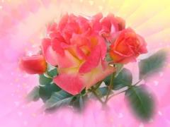 beautiful rose love card