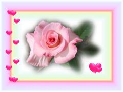 pink rose love card with pink hearts