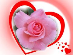 pink rose love card in red heart