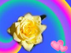 yellow rose love card