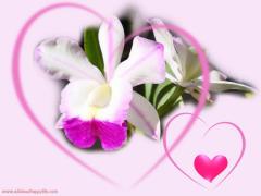 pink heart and orchid