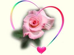 romantic pink rose love card