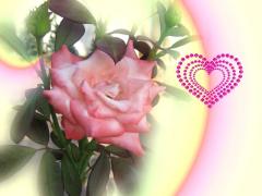romantic rose love cards