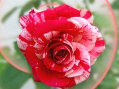 valentine rose love card